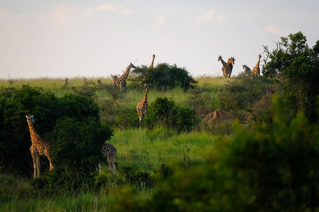 Multiple giraffes among trees.