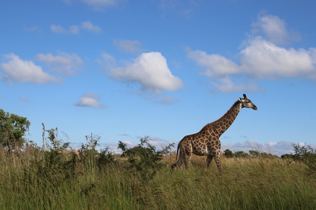 A single giraffe against a blue sky.