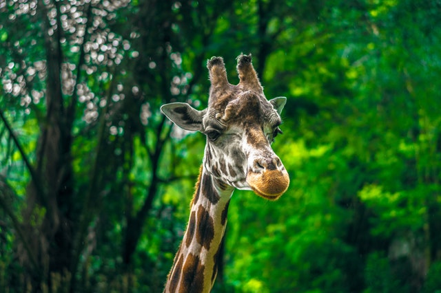 A giraffe among trees.