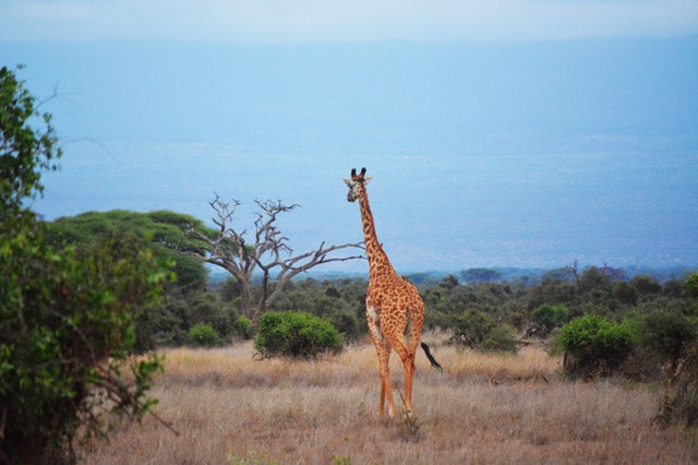 A giraffe walking away.