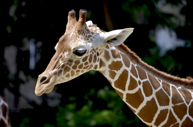 Close-up of a giraffe's head and neck.