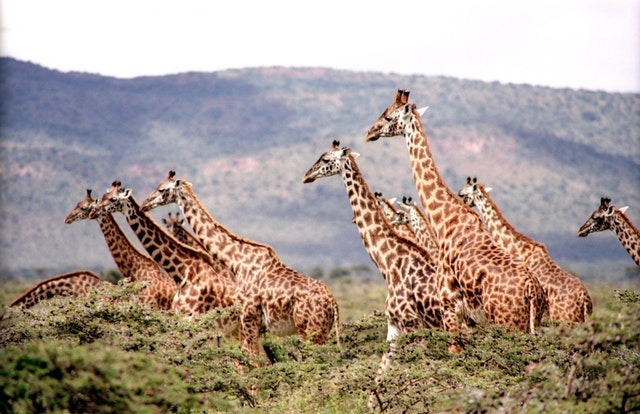 A herd of giraffes.