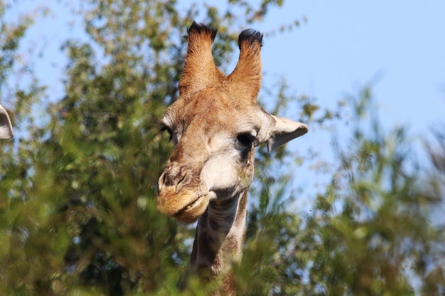 A giraffe's head visible among trees.