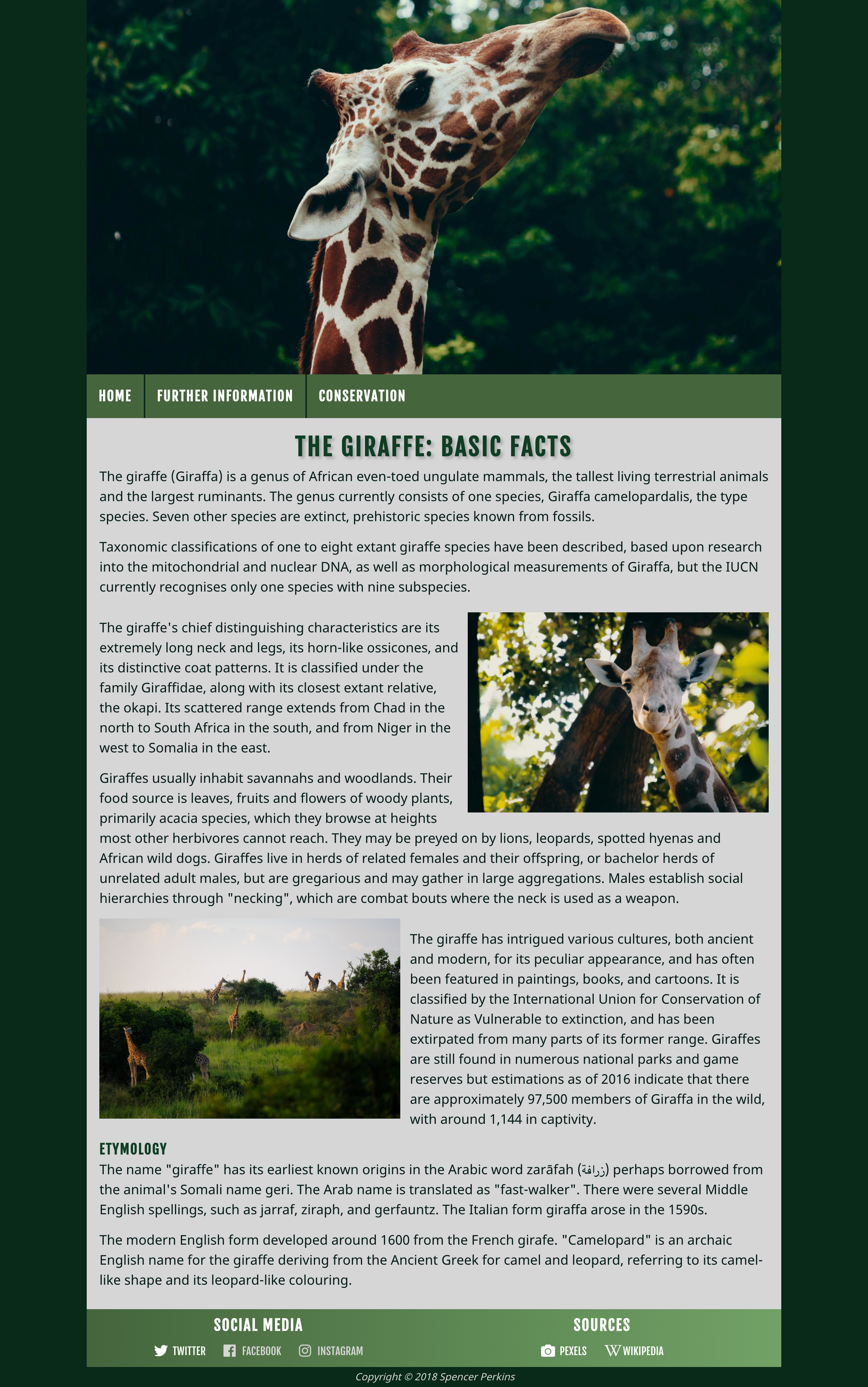 A screencap of a green website with a large header image of a giraffe. The site is filled with Wikipedia's section on giraffes.